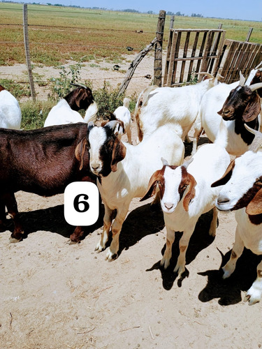 Vendo Chivos Machos Boer Puros