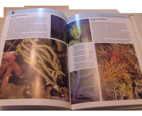 Acuarismo Invertebrados Marinos Camarón Gambas Coral Acuario (Usado)
