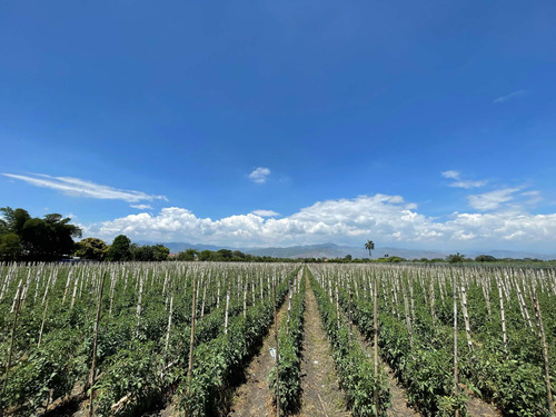 Se Vende Terreno De 2 Hectáreas En Guacari