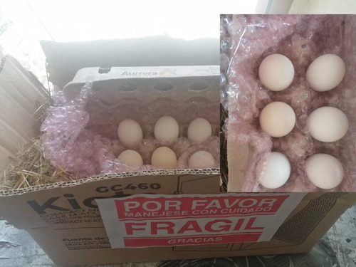 Silkie 6 Huevos Fértiles De Gallina Sedosa Original Sedoso (Usado)