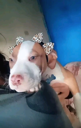 Laços Pet C/ Elástico Regulável Para Cães De Pêlo Curto