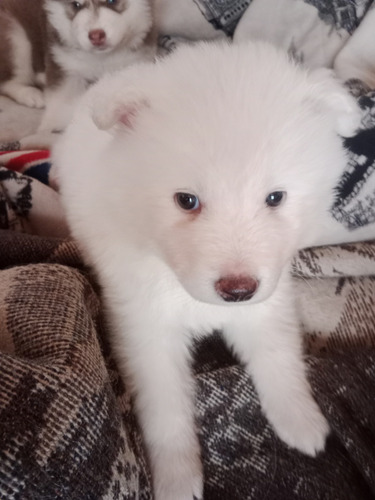 Husky Manto Rojo Y Samoyedo 