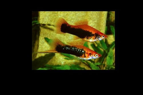 Pack 8 Peces Cola De Espada Surtido Pecera Acuarios Santiago