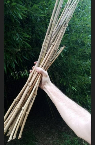 Kit 50 Varas De BambĂș Tutores Plantas Cultivo Varios Largos