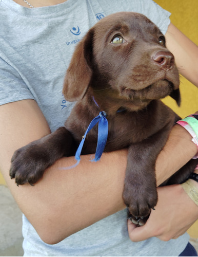 Cachorros Labrador Retriever Chocolate Y Negros Pedigree Kcu