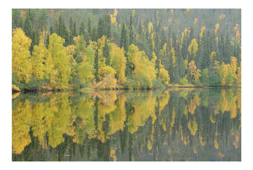 Cuadros Decorativos - Reflejos De Reflexiones De Staffan W