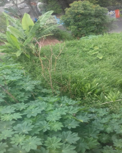 Imagem 4 de 13 de Terreno - Te0020 - 32142050
