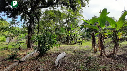 Imagem 8 de 25 de Ótimo Terreno Com 1.150,00 M² No Jardim Candairó - Cananéia - Litoral Sul De Sp - Te00087 - 70424942