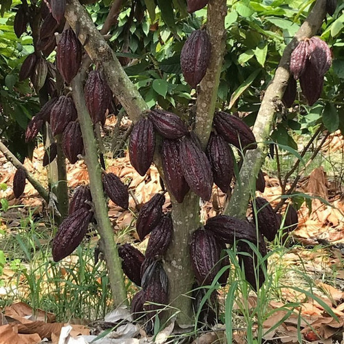 Kit Cacao To´ak, Vainilla, Canela
