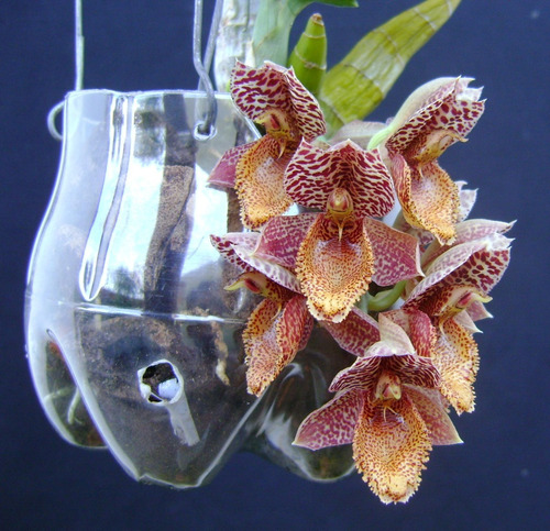 Kit 10 Catasetum Selecionados  - 10 Catasetum 