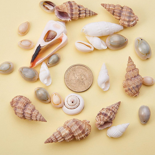 Feitiços De Artesanato Para Conchas Na Praia Do Oceano