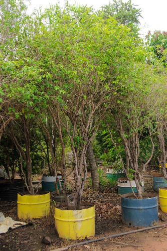 Muda De Jabuticaba Hibrida ( 4 Anos Produzindo)