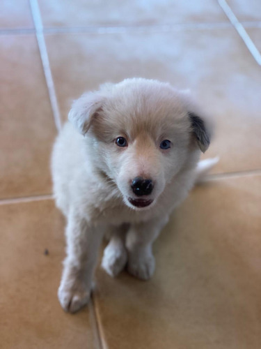 Blue Merle ( Border Collie)