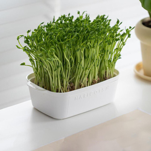 Py Bandeja De Germinação, Vaso De Plantio, Placa De Base