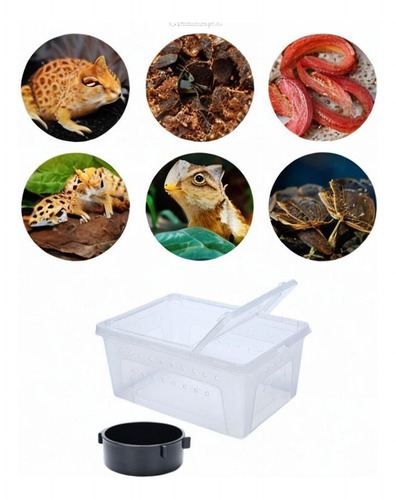 Casa De De Reptiles De Reptiles De Reptiles De Medio