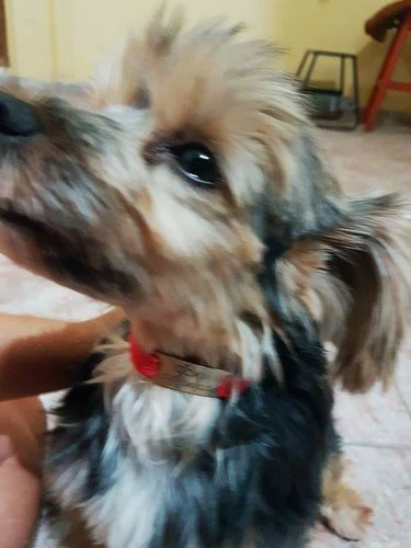 Chapa Identificacion Perros Mascota Chapita Las Originales