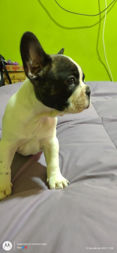 Imagen 4 de 5 de Bulldogs Frances