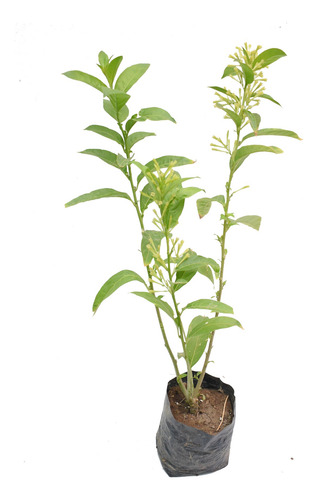 Planta Dama De La Noche Pack 2 Unidades Envío Gratis