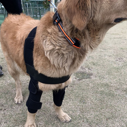 Coderas Protectoras Para Perros, Soporte Estable Y
