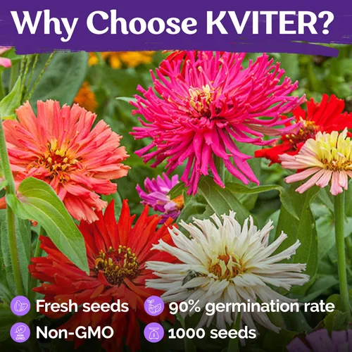 Kviter 1000 Semillas De Zinnia De Cactus Gigantes Para 2025