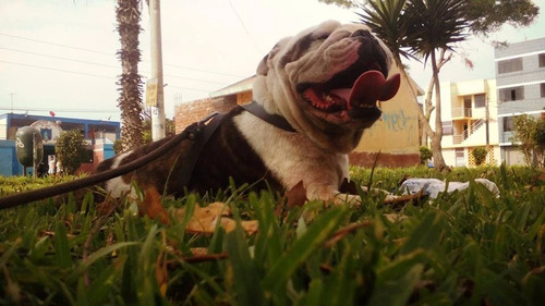 Bulldog Bull Dog Ingles Monta Padrillo