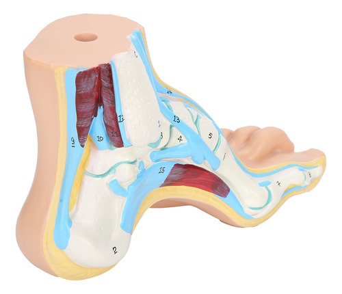 Teaching Foot Modela El Músculo De Investigación De Adultos