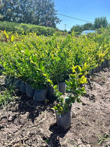 Pack X100 Un Planta Cerco Vivo Oleo Texano Excelentes Plantas Vivero Mayorista Zona Oeste Cerco Perimetral
