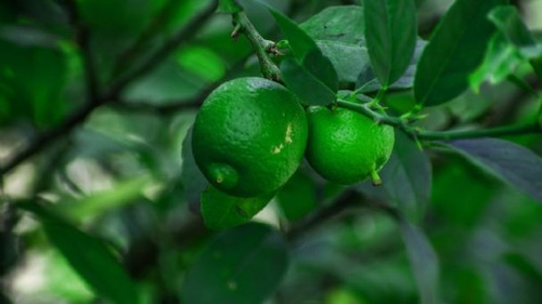 Árbol De Limón Persa