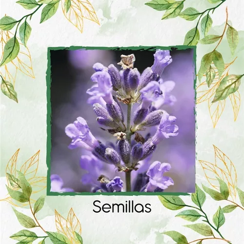 100 Semillas Flor Lavanda + Mini Kit De Germinación | Garden Green