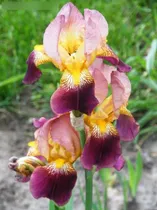 Comprar 3 Rizoma De Lirios Barbados O Iris Germánica Indian Chief