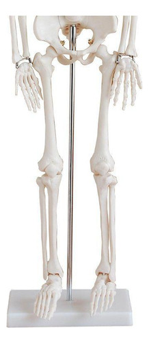 Torso Humano Bissexual 45 Cm + Esqueleto 85 Cm