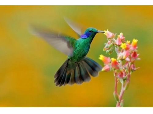 Nectar Alimento Colibri Picaflor Colibries Exzootix 30gr