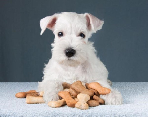 Curioso Schnauzer Miniatura Hembra Blanco Lidia Sico