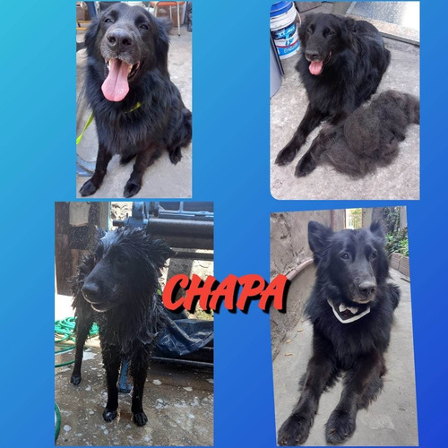 Imagen 3 de 4 de Peluquería Caninas A Domicilio