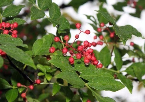 10 Semillas De Pimienta De Sichuan Garantia Autenticidad