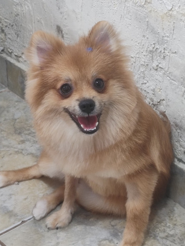 Vendo Lulu Pomerania 8 Meses 