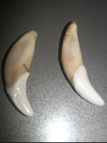 Amuleto De Coyote (Usado)