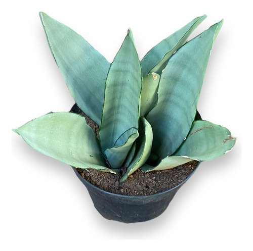 Muda Espada De São Jorge Branca Ideal Para Jardim Decoração 