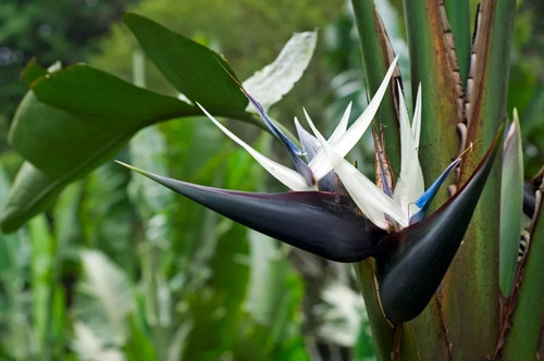 Strelitzia Nicolai (ave Del Paraíso Gigante) 7lts