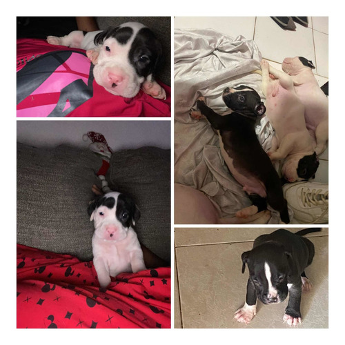 Imagen 2 de 2 de Se Vende Pitbull (hembra Y Macho)