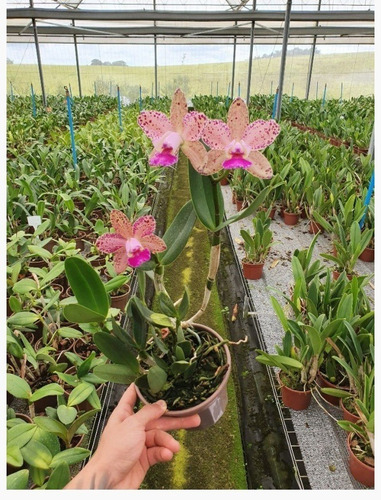 Orquidea Cattleya Pão De Açucar - Genuíno | MercadoLivre