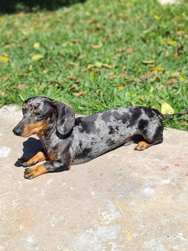 Imagen 5 de 10 de Cachorros Salchicha Mini Mini