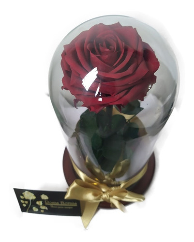 Rosa Preservada Premium 100% Natural + Cúpula + Envio Gratis