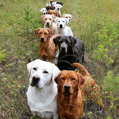 Labrador Negros Hembras Y Machos Puros 100% Con Garantia