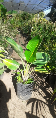 Strelitzia Nicolai (ave Del Paraíso Gigante) 7lts