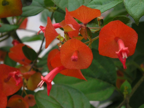 Imagem 2 de 6 de Muda De Chapéu Chinês - Holmskioldia Sanguinea - Com 40 Cm.