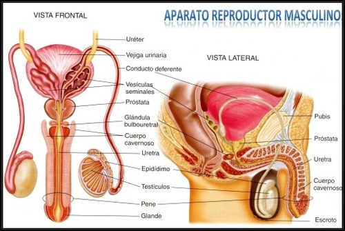 Aparato Reproductor Masculino - Anatomía - Lámina 45x30 Cm.