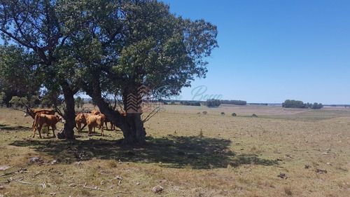 Imagen 4 de 7 de Chacra En Zona Rural - Zona Rural. - Zona Rural Zona Rural