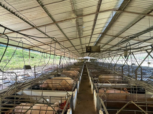 Imagen 10 de 12 de Finca Para La Cria De Cerdos En La Victoria En Venta