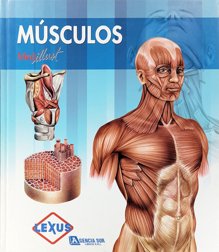 Músculos, Atlas De Anatomía, Histología Y Fisiología